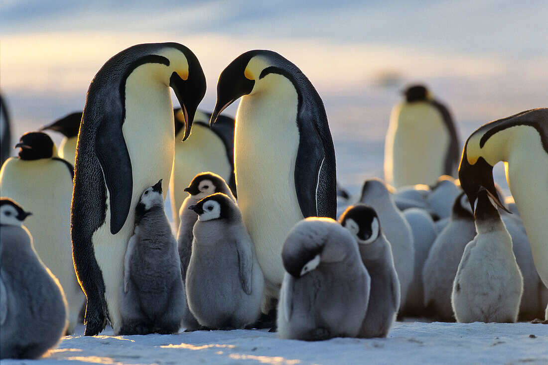 Kaiserpinguine mit Jungen, Aptenodytes forsteri, Eisschelf, Weddellmeer, Antarktis