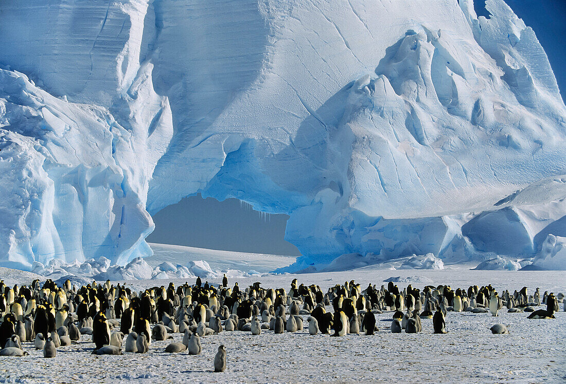 Emperor Penguin rookery, Aptenodytes forsteri, Antarctica