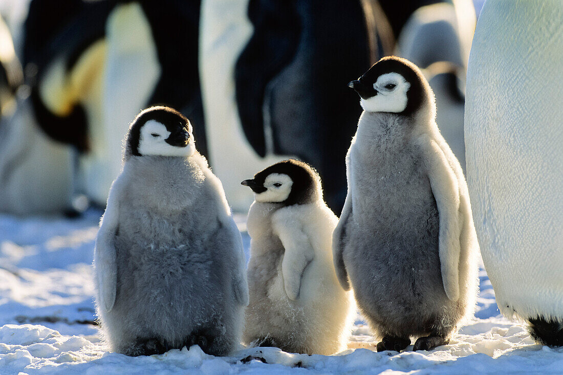 Kaiserpinguin Küken, Aptenodytes forsteri, Weddellmeer, Antarktis