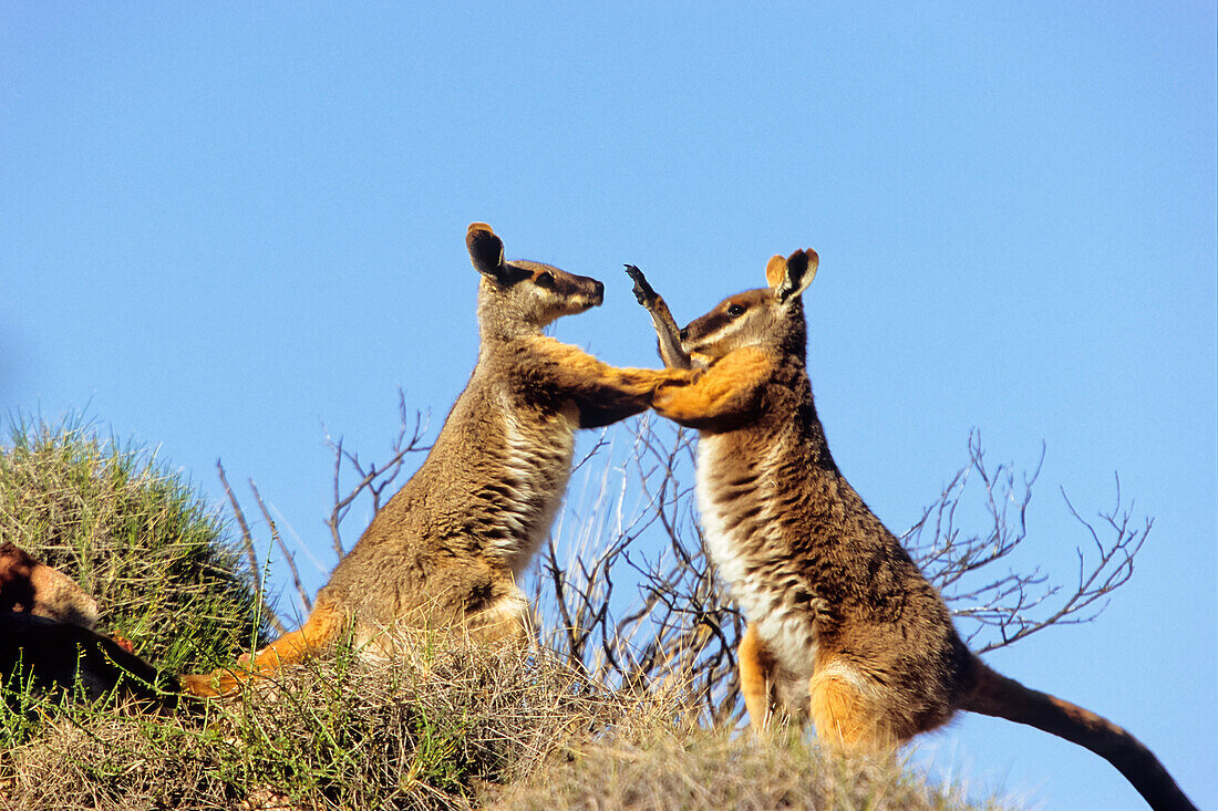 Gelbfuß-Felsenkänguruhs kämpfen, Petrogale xanthopus, Flinders Ranges Nationalpark, South Australia