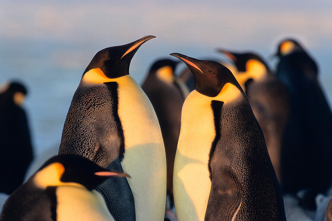 Kaiserpinguine Aptenodytes forsteri, St. Andrews Bay, Süd Georgien, Antarktis