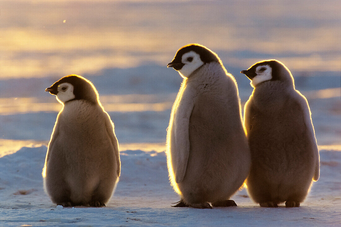 Kaiserpinguin Küken, Aptenodytes forsteri, Weddellmeer, Antarktis