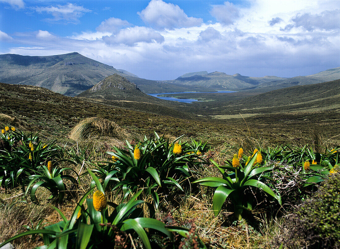 Riesenkräuter, Maori Onion, Bulbinella rossii, Campbell Island, Subantarktische Inseln, Neuseeland