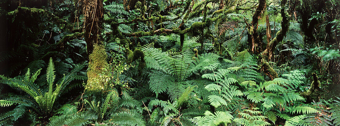 Rainforest, Catlins, Catlin Forest Park, South Island, New Zealand