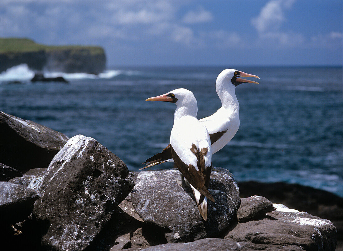 Masked Boobies, Sula dactylatra, Hood Island, Galapagos, Ecuador, South America