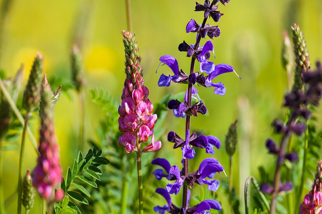 blooming meadow with Salvia pratensis and Onobrychis viciifolia, Upper Bavaria, Germany
