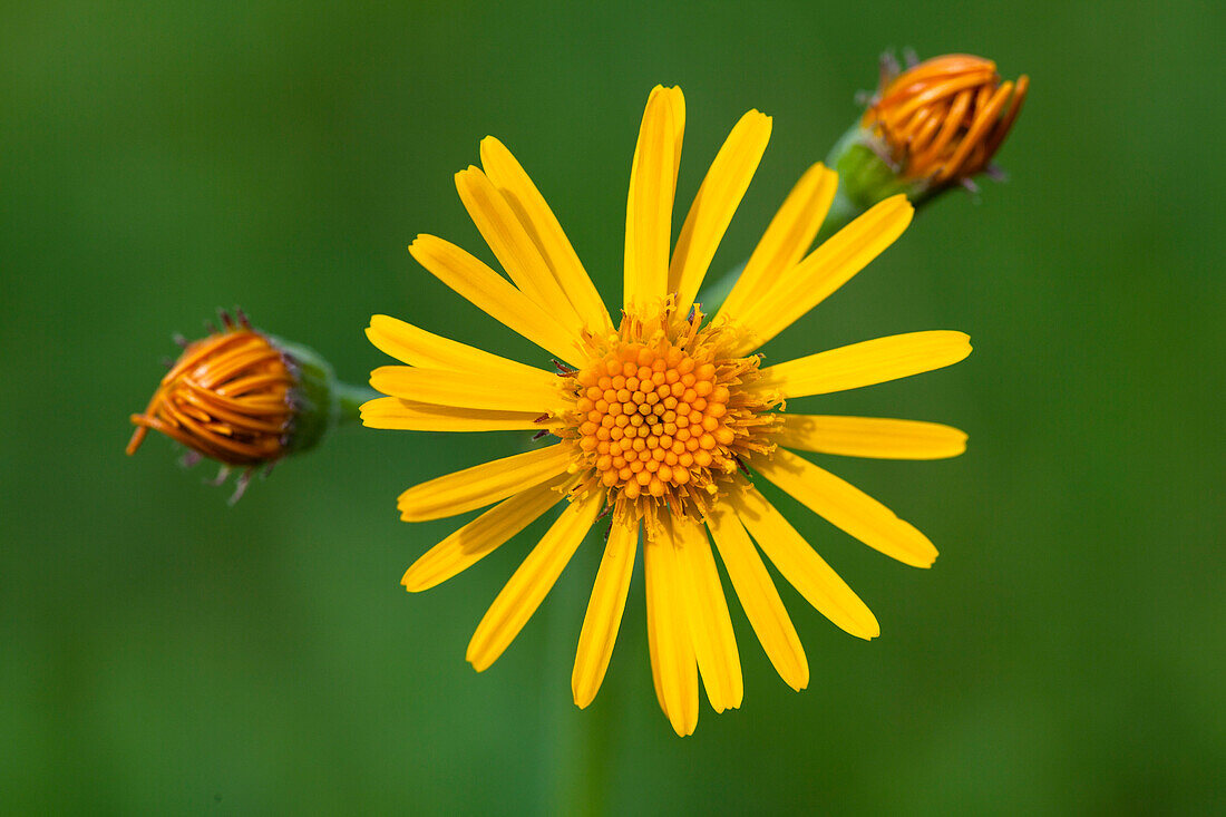 Yellow Oxeye Daisy, Buphthalmum salicifolium, Bavaria, Germany