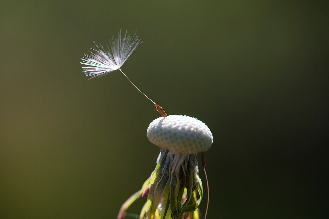 Löwenzahn, Pusteblume mit Samen, Taraxacum officinale, Oberbayern, Deutschland