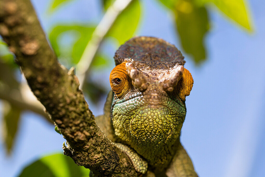 Parson's Chamaeleon, Männchen, Calumma parsonii, Perinet, Andasibe Mantadia Nationalpark, Madagaskar