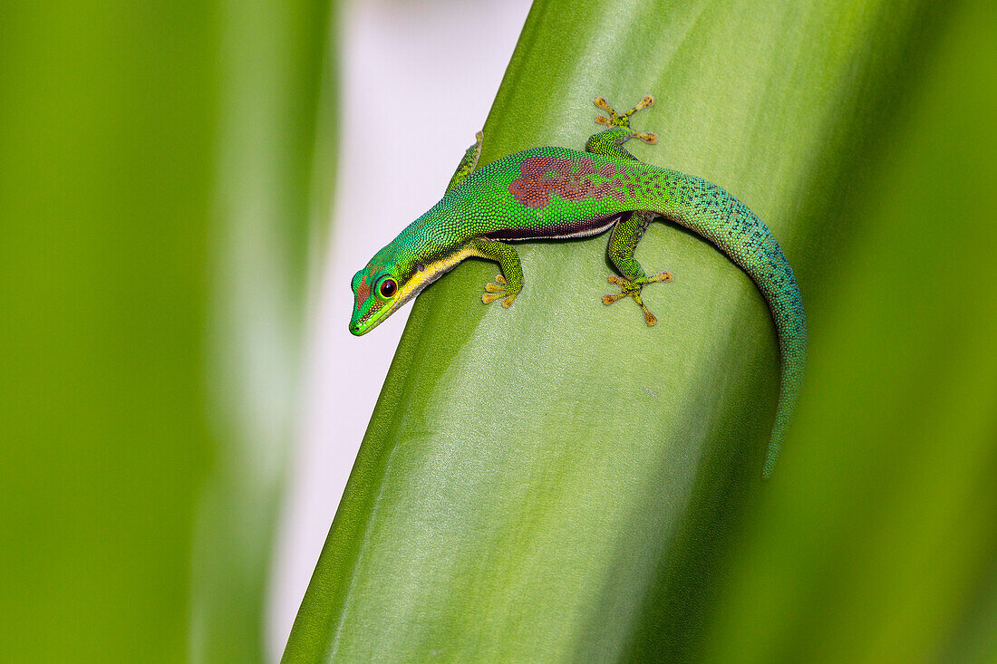 Lined Day Gecko, Phelsuma lineata bifasciata, Canal de Pangalanes, East Madagascar, Africa