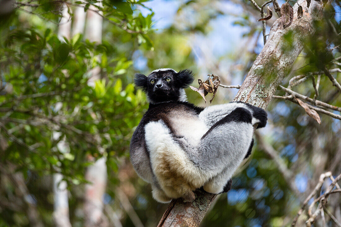Indri, Indri indri, Regenwald, Andasibe Mantadia Nationalpark, Ost-Madagaskar, Afrika