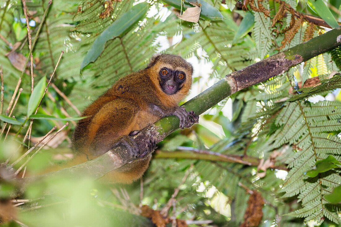 Golden Bamboo Lemur, rainforest of Ranomafana, Hapalemur aureus, Madagascar