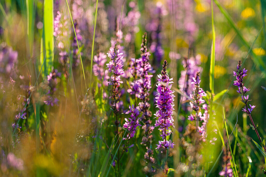 flower, Purple loosestrife, Lythrum salicaria, Bavaria, Germany