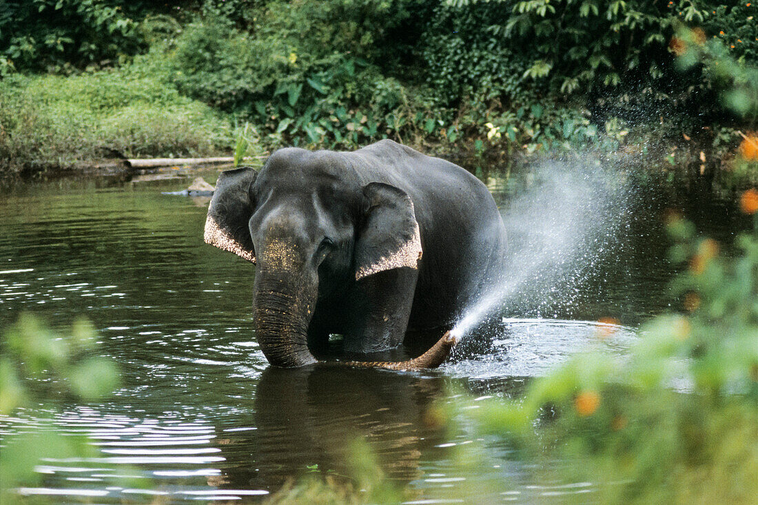 Asian Elephant bathing, Elephas maximus, Varagaliar, Nilgiri Mountains, India