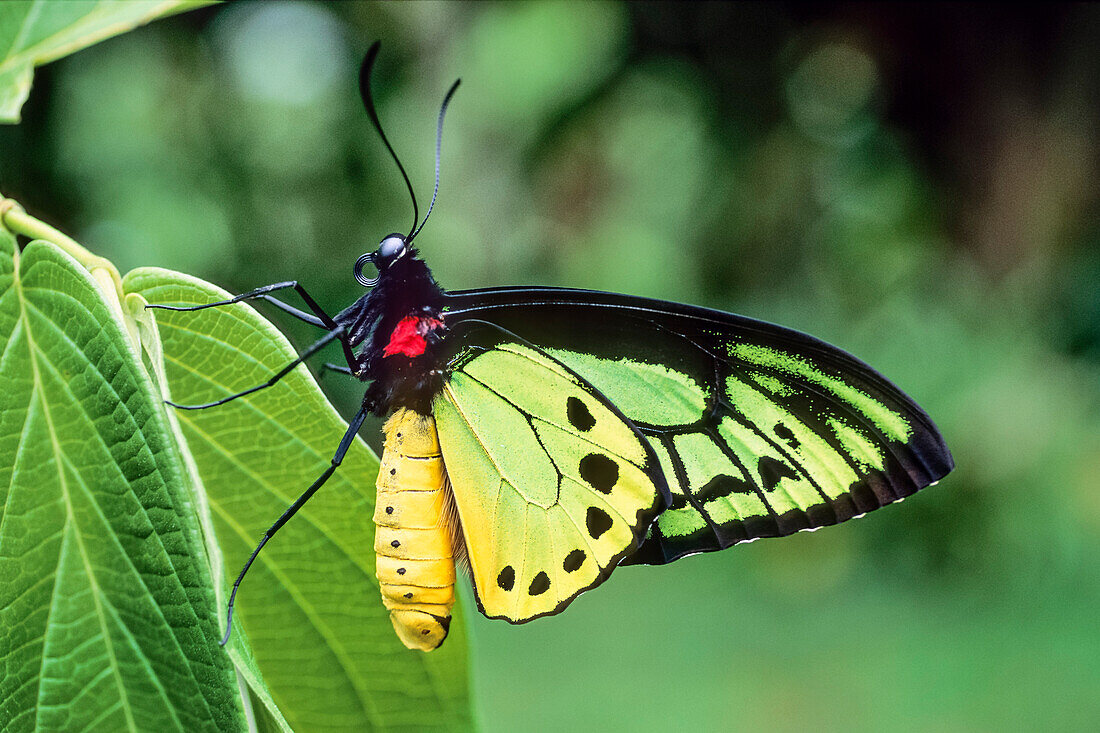 male Goliath Birdwing Butterfly, Ornithoptera goliath samson, West Papua, Neuguinea, Indonesia, Asia