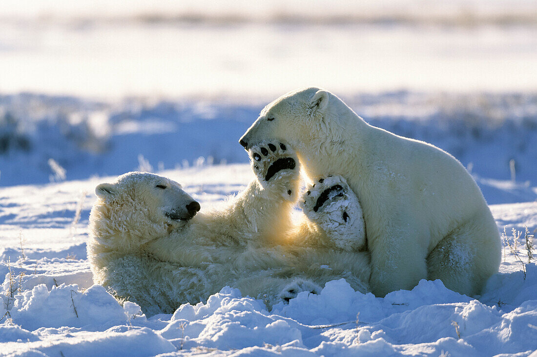 Eisbären spielen, Ursus maritimus, Churchill, Manitoba, Kanada