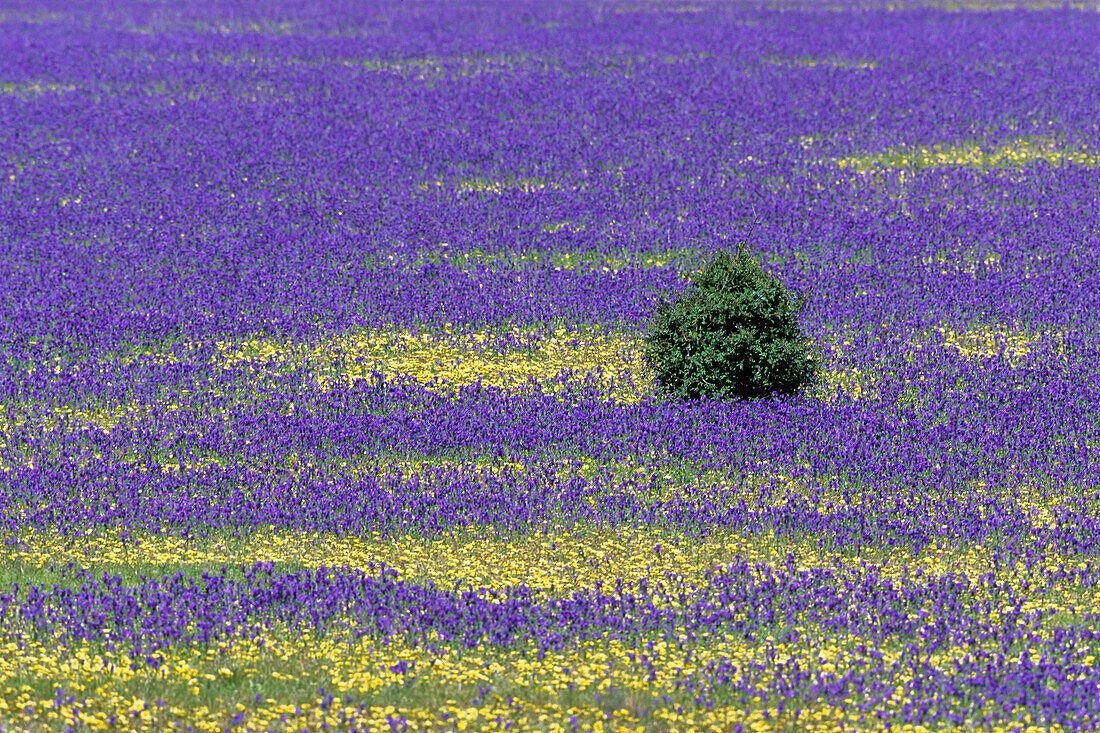 Meadow full of Paterson's curse, Echium plantagineum, Flinders Ranges National Park, South-Australia