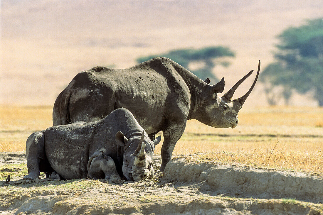Spitzmaulnashörner, Diceros bicornis, Ngorongoro-Krater, Tansania, Ostafrika