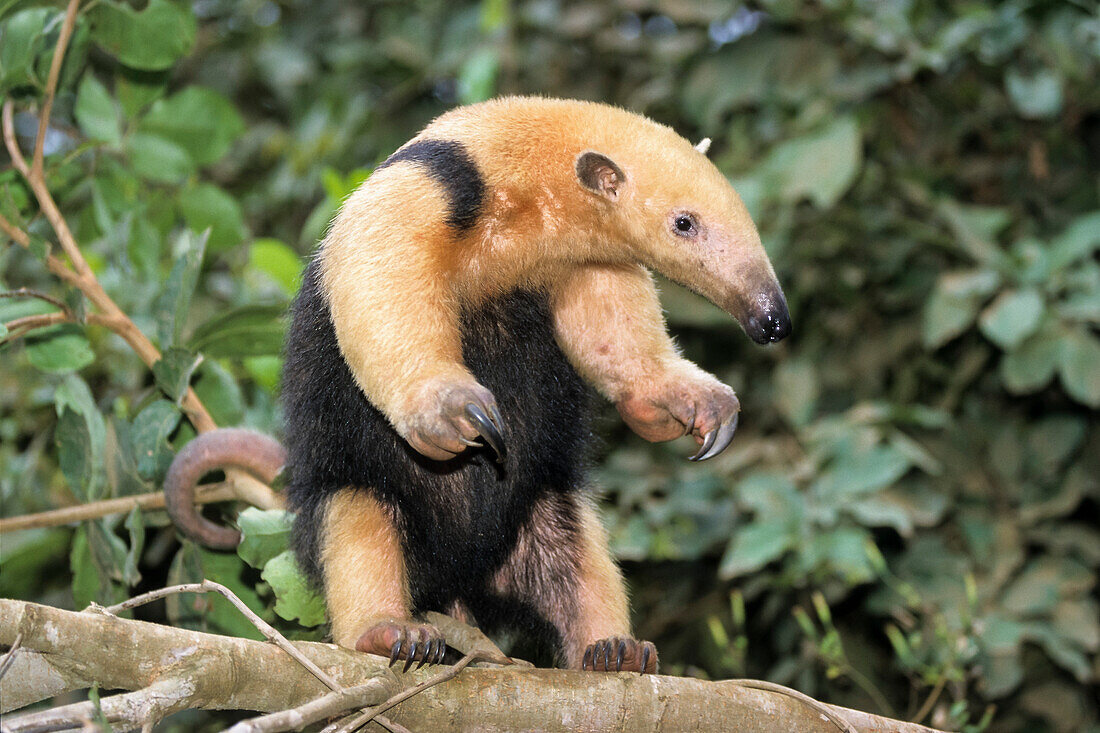 Kleiner Ameisenbär, Tamandua, Tamandua … – Bild kaufen – 70515068 ❘  lookphotos