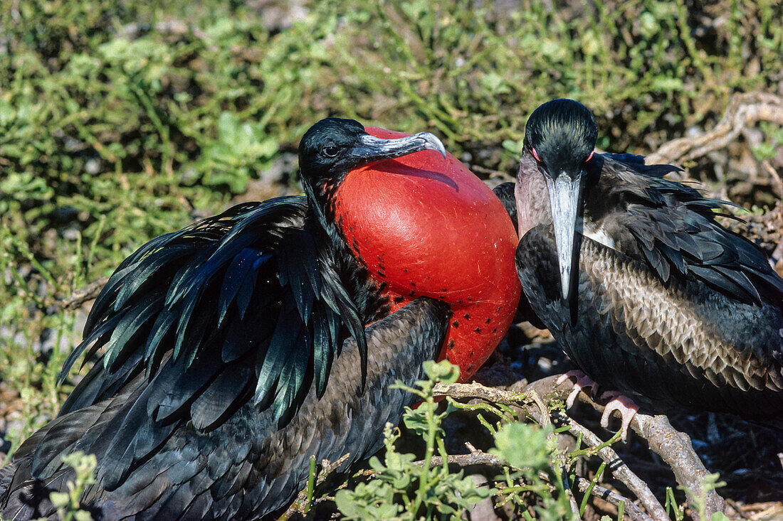 Fregattvogel, Männchen balzend, Fregata minor, Insel Tower, Galapagos Inseln, Ekuador, Südamerika