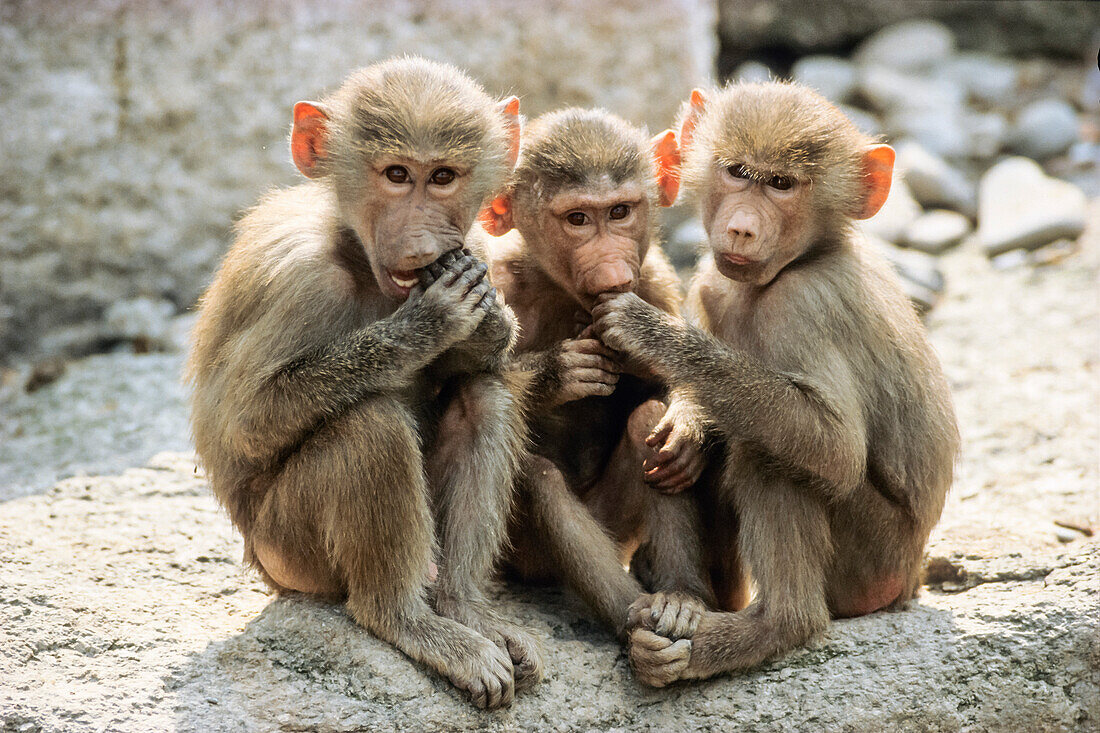 Three young Baboons, Papio hamadryas, Africa, captive
