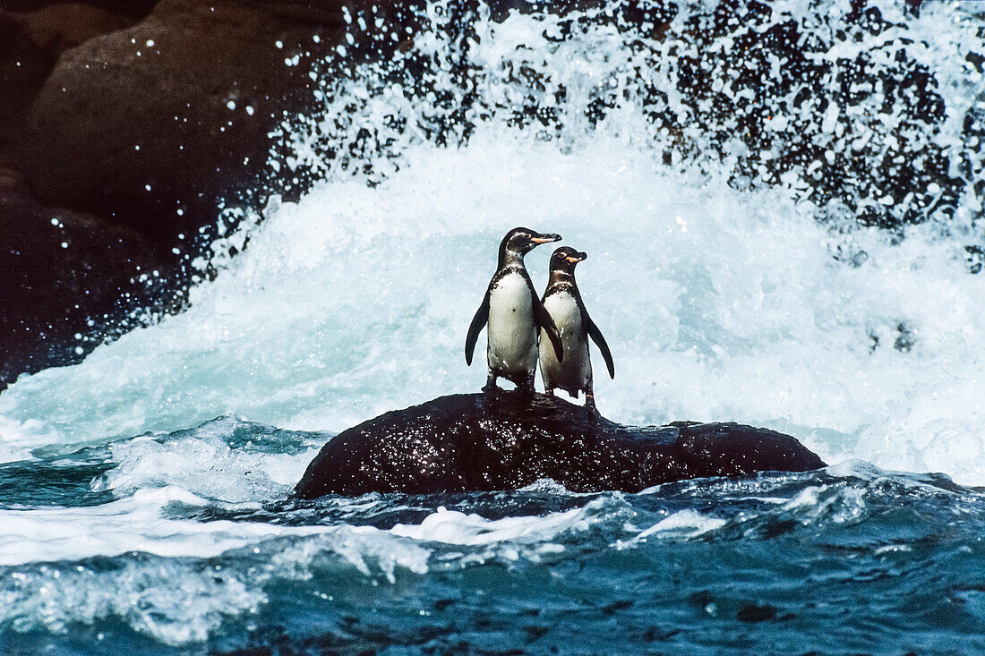 Galapagos Penguins in the surf, Spheniscus mendiculus, Galapagos Islands, Ecuador