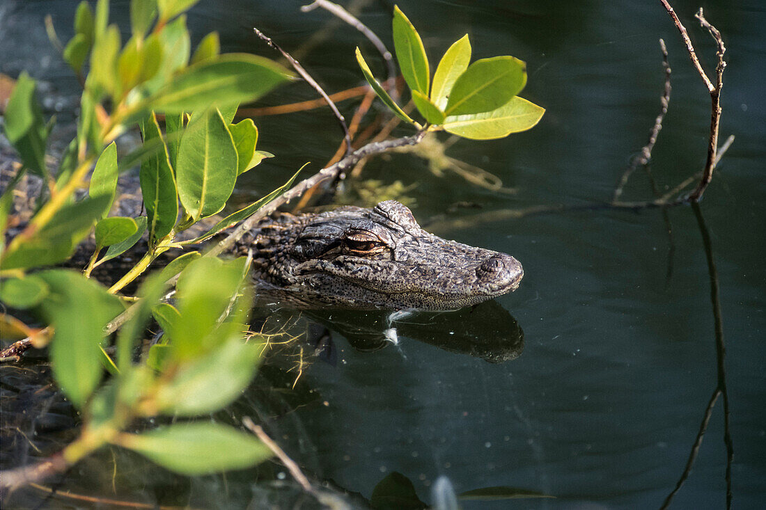 Junger Mississippi-Alligator in Mangroven, Alligator mississippiensis, Ding Darling, Florida, USA