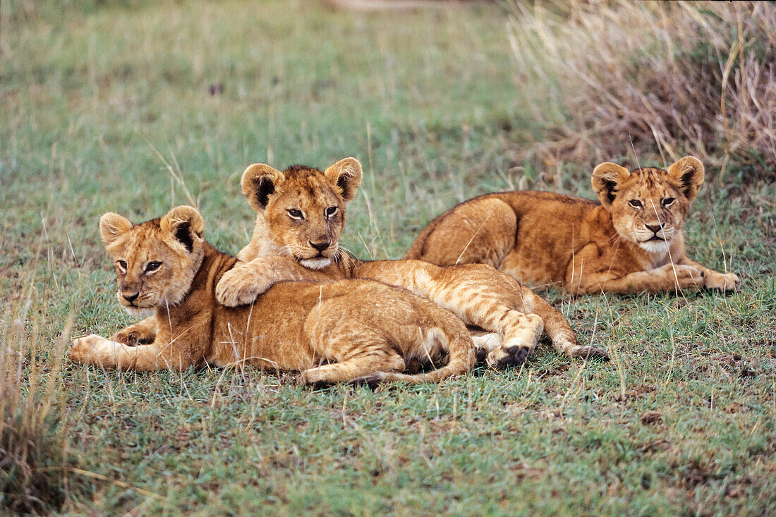 Junge Afrikanische Löwen, Panthera leo, Serengeti, Tansania, Ostafrika