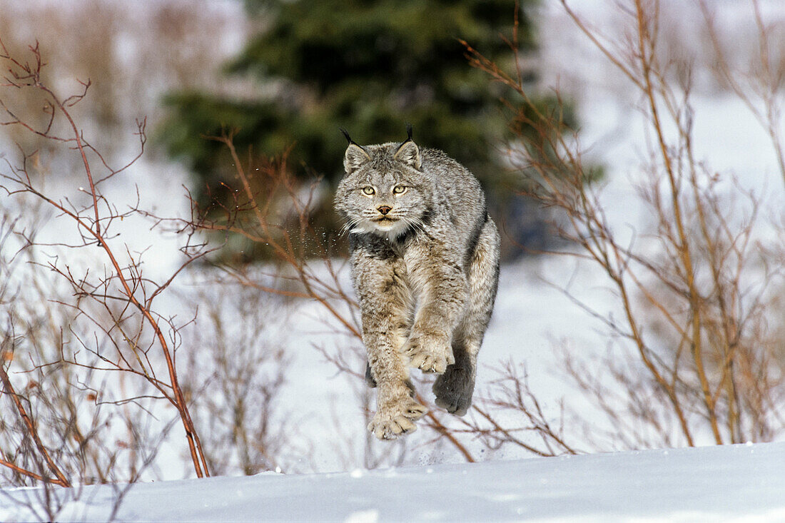 Kanadaluchs im Schnee, Lynx canadensis, Nordamerika