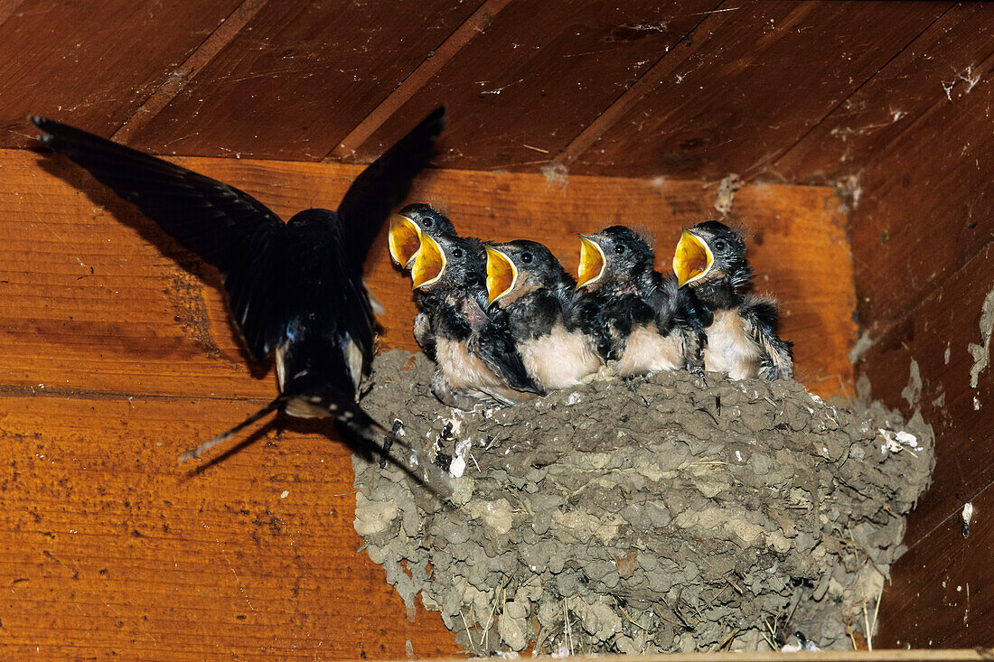 Swallow at nest, Hirundo rustica, Greece, Europe