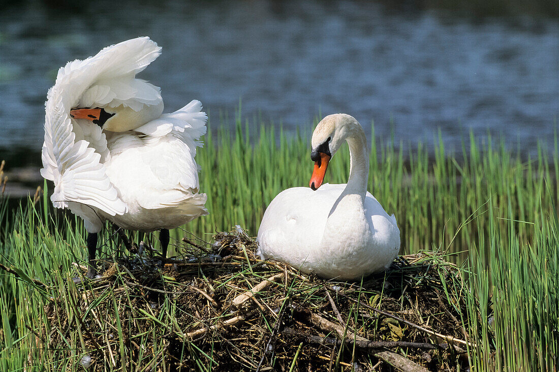 Höckerschwäne, Paar auf dem Nest, Cygnus olor, Oberbayern, Deutschland