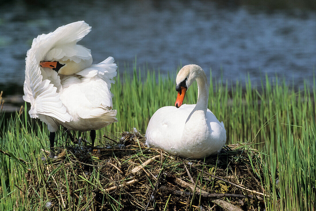 Mute Swans, pair on nest, Cygnus olor, Upper Bavaria, Germany, Europe