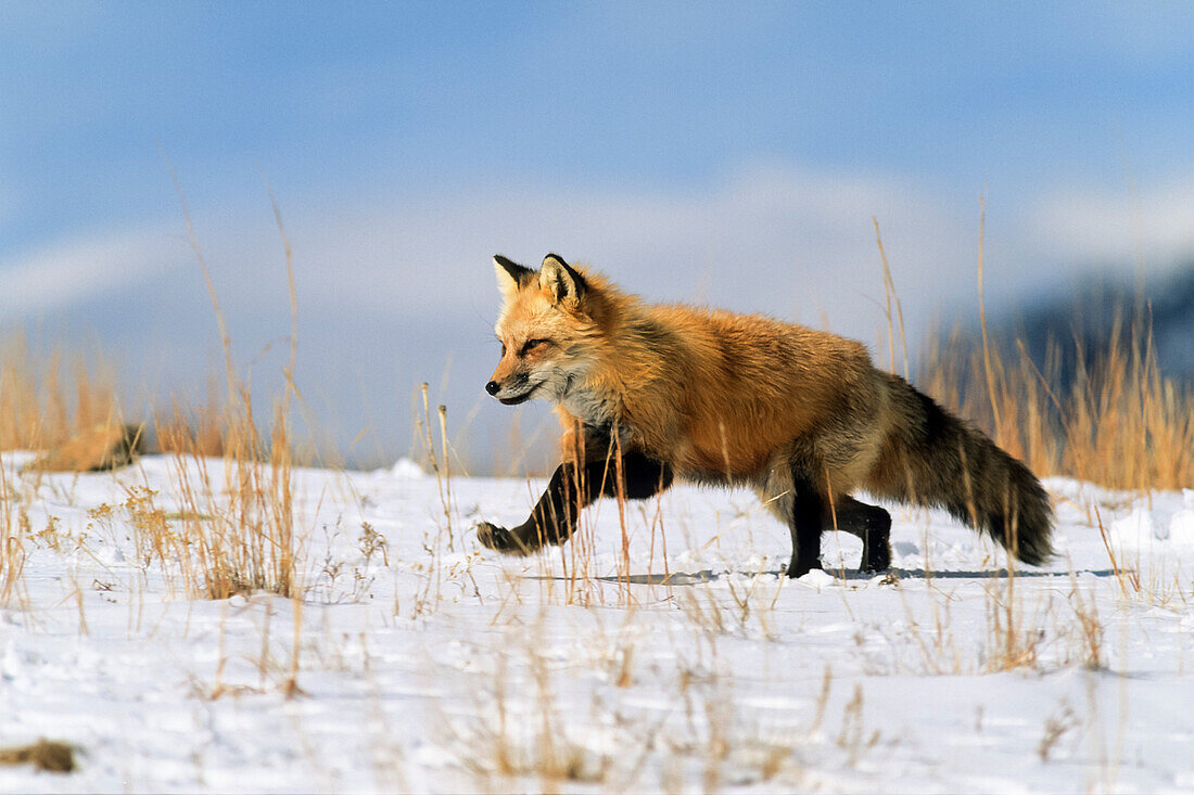 Rotfuchs im Winter laufend, Vulpes vulpes, USA