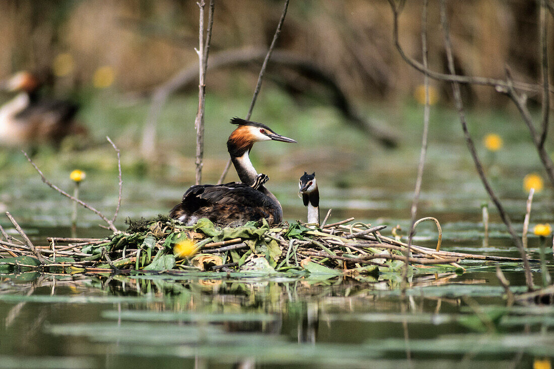 Haubentaucher auf dem Nest, Podiceps cristatus, Bayern, Deutschland, Europa