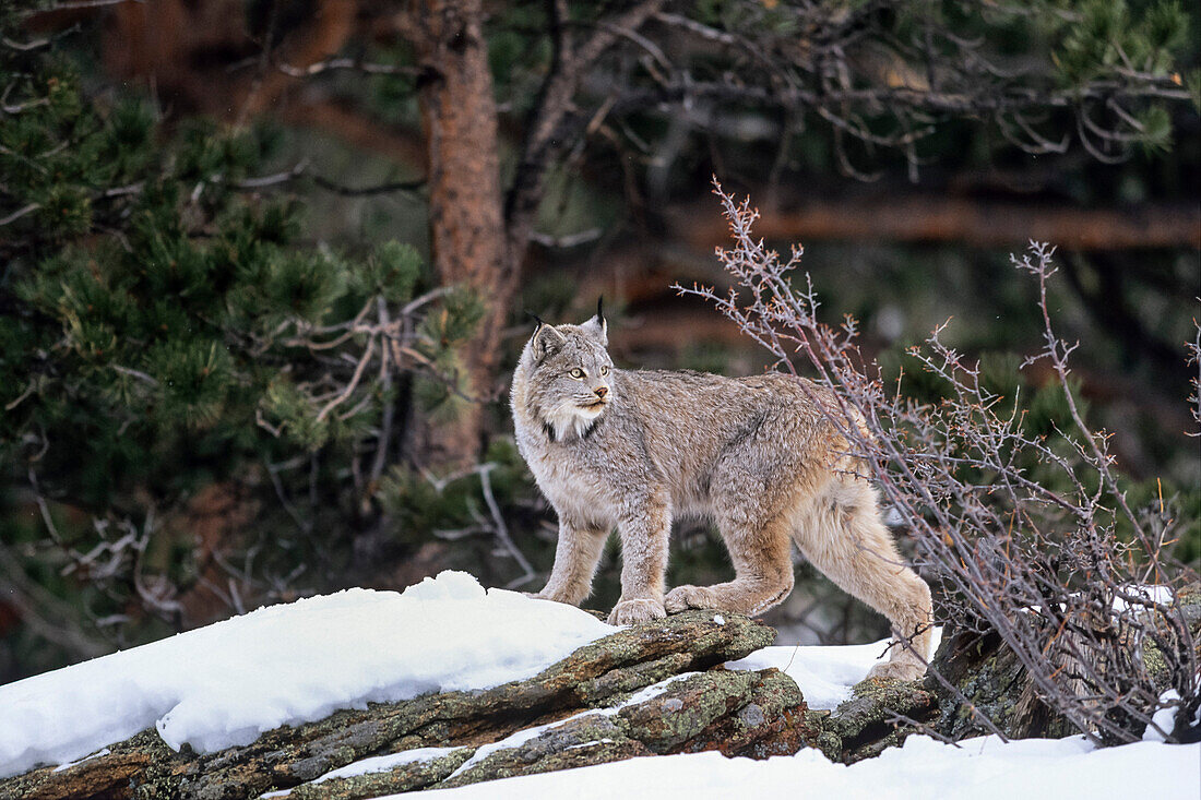 Kanadaluchs im Schnee, Lynx canadensis, Nordamerika