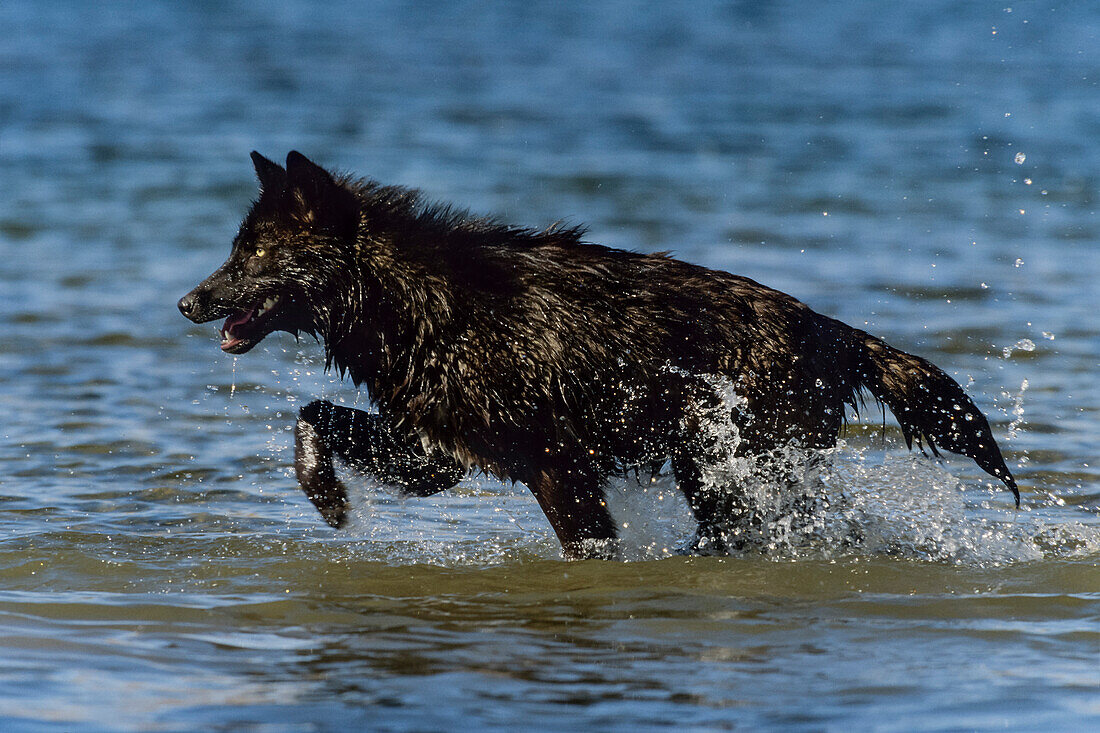 Schwarzer Wolf, Timberwolf, Canis lupus, Nordamerika