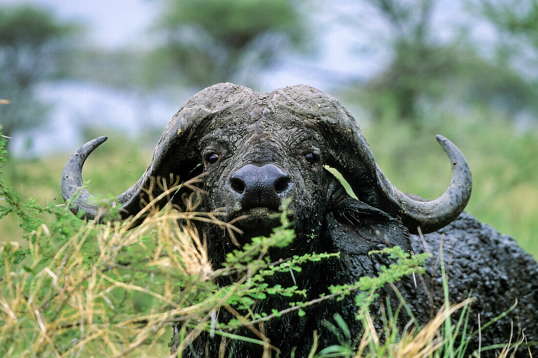 Kaffernbueffel, Syncerus caffer, Serengeti Nationalpark, Tansania, Ostafrika