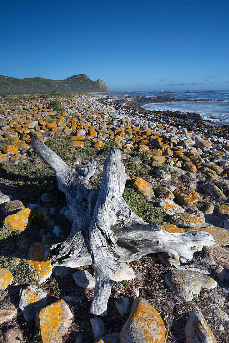 Driftwood on teh beach, Cape Point, Tablemountain National Park, Atlantic, Cape town, Western cape, South Africa
