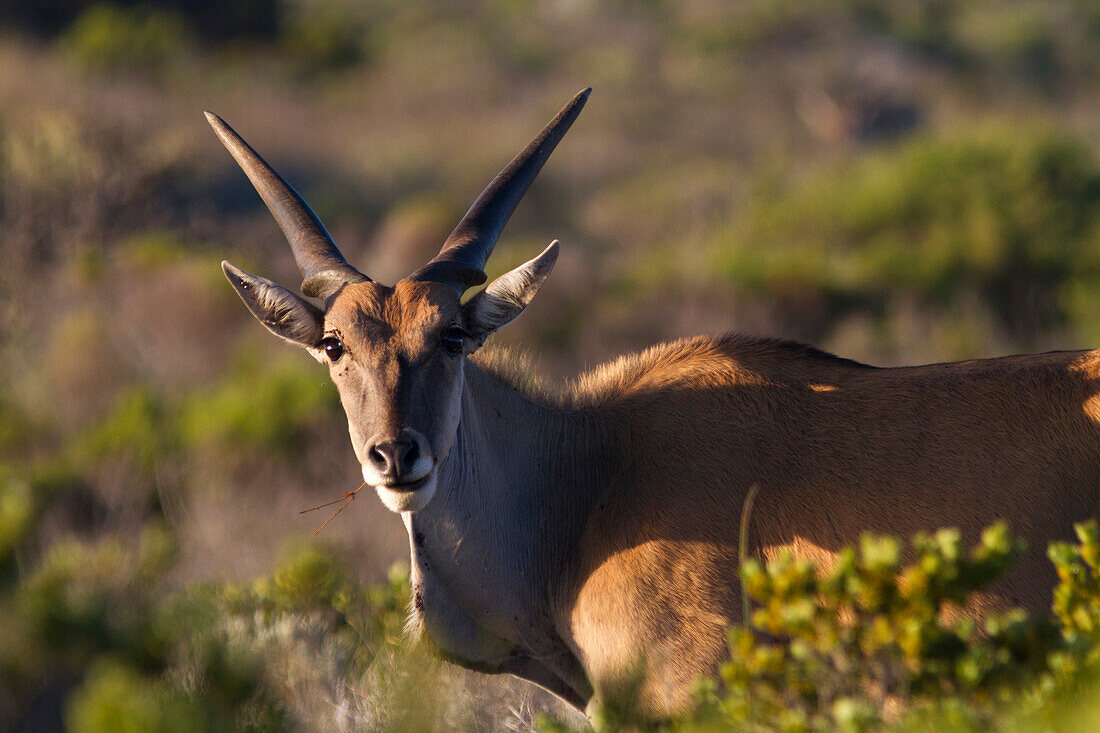 Eland antelope, Taurotragus oryx, Cape Point, Tablemountain National Park, Cape town, Western cape, South Africa