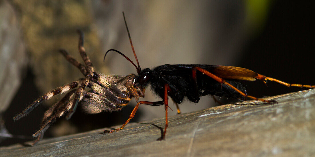 Spider Wasp with spider, Knysna, Western cape, South Africa