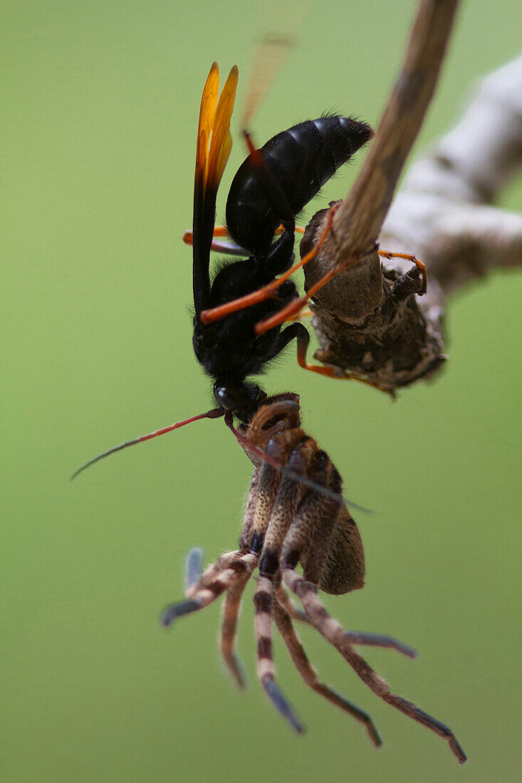 Wegwespe mit Spinne, Knysna, Westkap, Südafrika