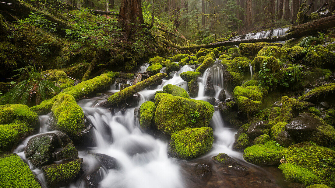 Moosbedeckte Felsen, Olympic National Park, Washington, USA