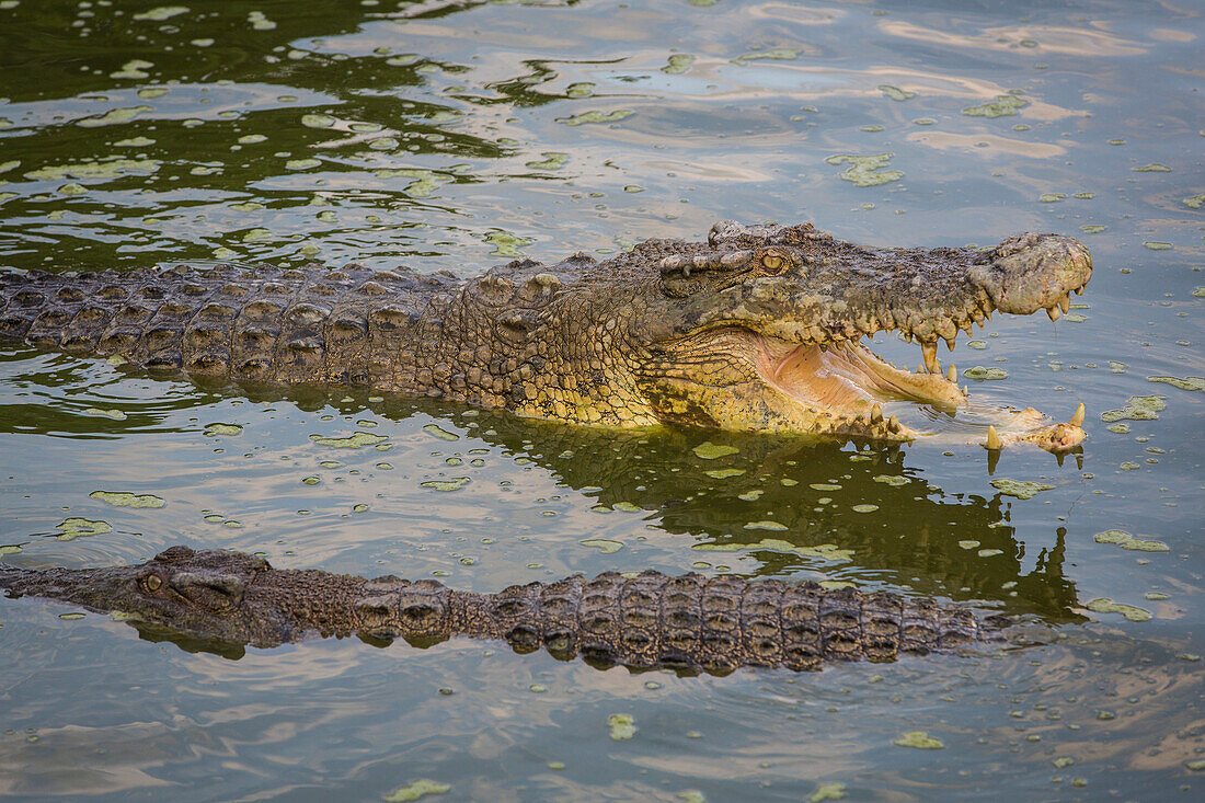 Crocodiles, Kota Kinabalu, Borneo, Malaysia.