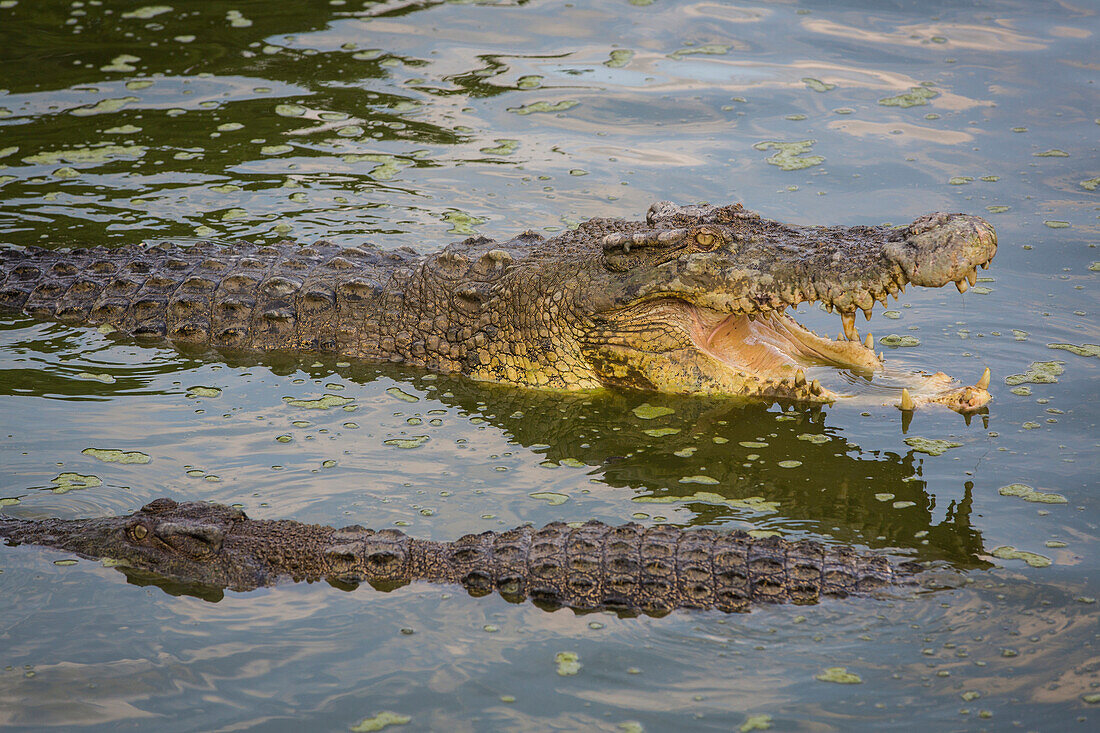 Krokodiele, Kota Kinabalu, Borneo, Malaysia