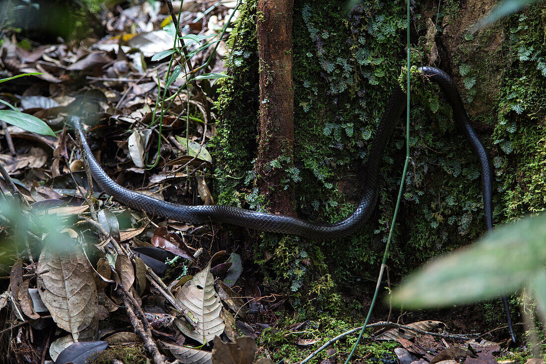 Snake, Mount Kinabalu, Borneo, Malaysia.