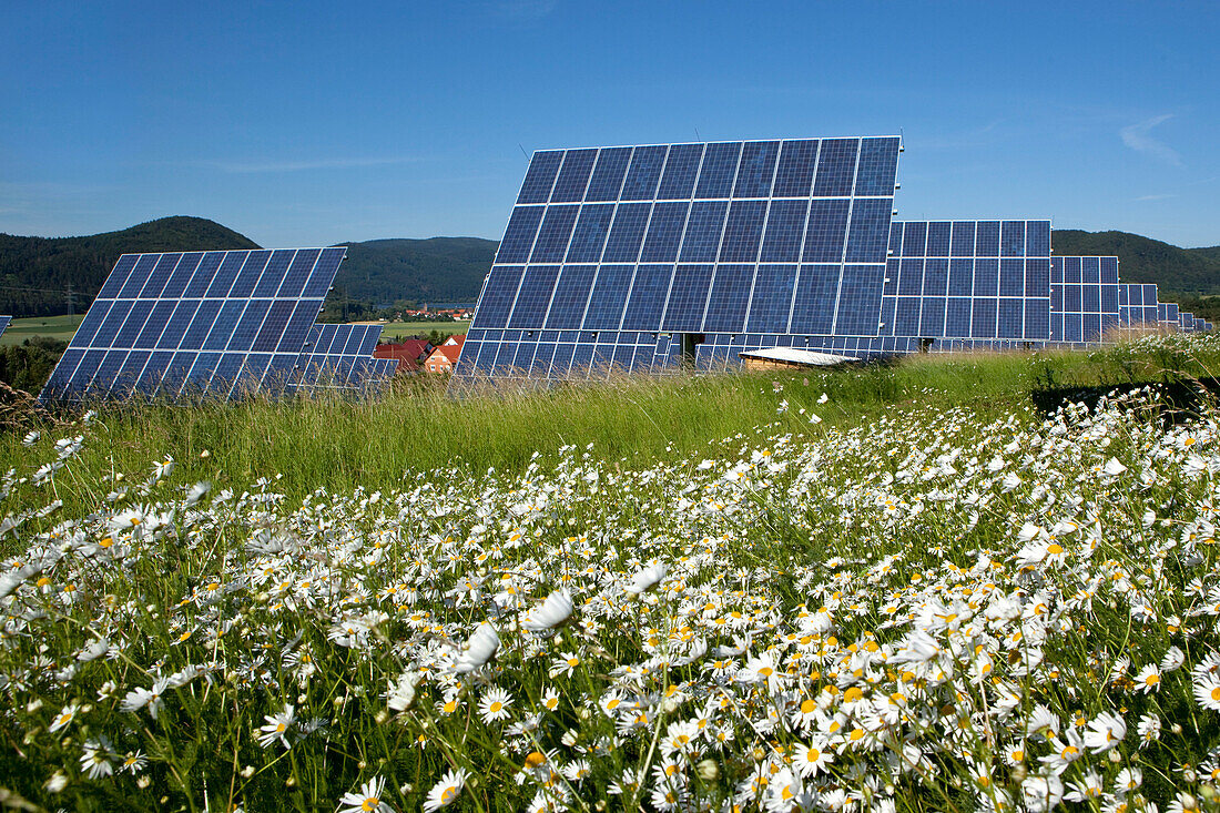 Solarpark bei Lieschensruh mit Margeriten Wiese, Edertal, Hessen, Deutschland, Europa