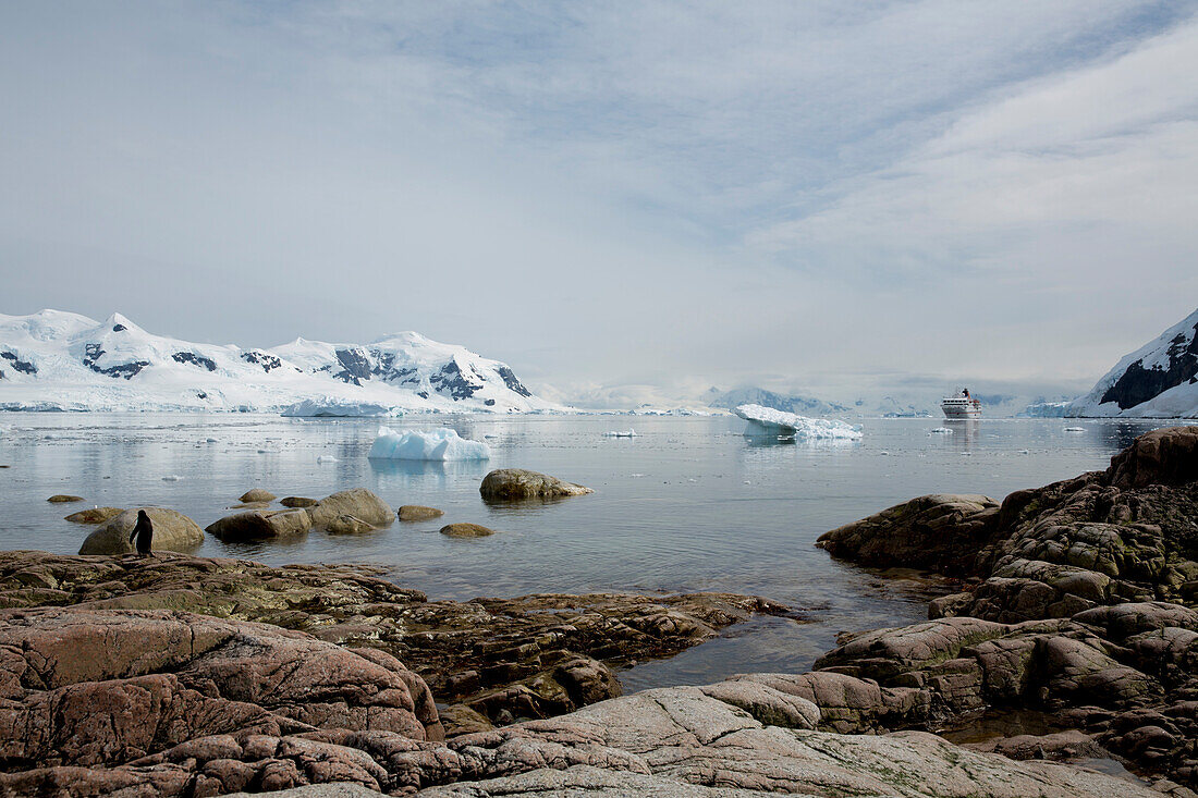 View from the shore of Neko Harbour to expedition cruise ship MS Hanseatic (Hapag-Lloyd Cruises), Neko Harbour, Antarctica