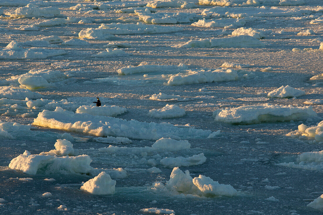 Eisschollen schwimmen im Wasser während des Sonnenuntergangs, ein Königspinguin (Aptenodytes patagonicus) zeigt den Weg, Terra Nova Bay, Antarktis