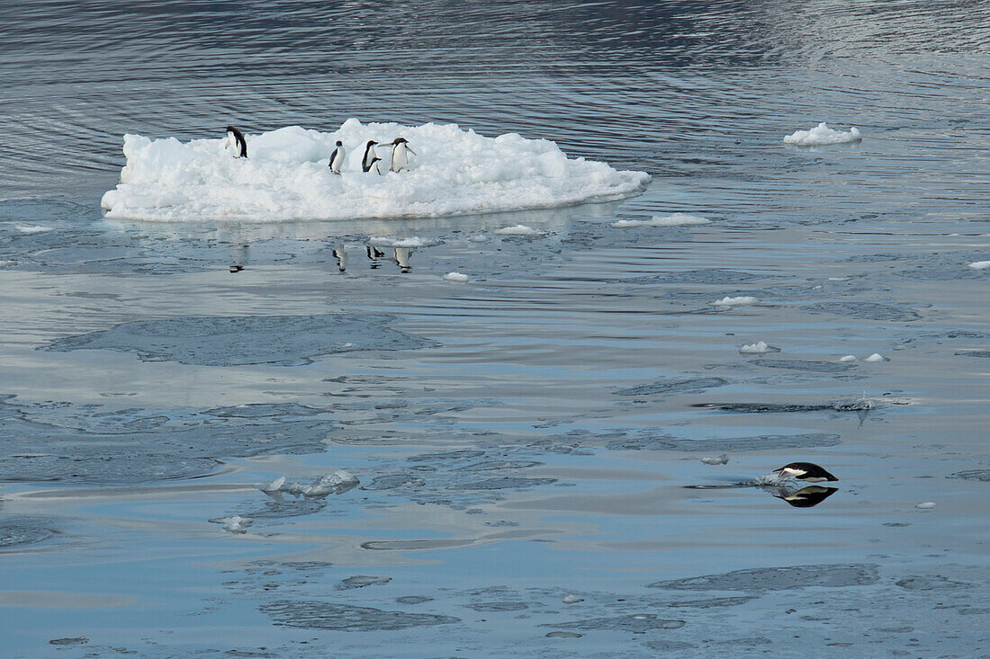 Adelie penguins (Pygoscelis adeliae) jumping though water near Victoria land, close to Victoria land, Cape Hallet, Hallet Peninsula, Antarctica