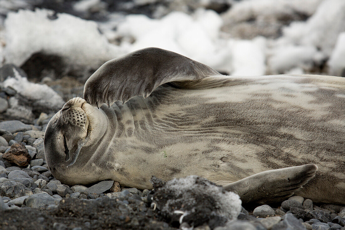 Weddelrobbe (Leptonychotes weddellii) entspannt auf Steinstrand, Possession Insel, Antarktis